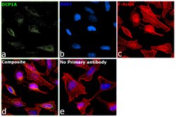 Invitrogen DCP1A Recombinant Rabbit Monoclonal Antibody (JB51-34) 100 &mu;L | Buy Online | Invitrogen&trade; | Fisher Scientific