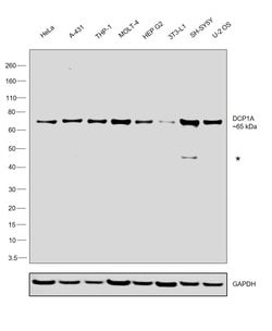 Invitrogen DCP1A Recombinant Rabbit Monoclonal Antibody (JB51-34) 100 &mu;L | Buy Online | Invitrogen&trade; | Fisher Scientific