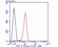 Invitrogen HIF-2 alpha Recombinant Rabbit Monoclonal Antibody (JB24-42)