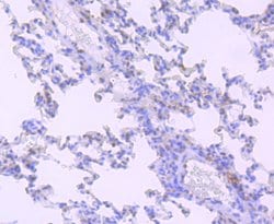 Invitrogen HIF-2 alpha Recombinant Rabbit Monoclonal Antibody (JB24-42)