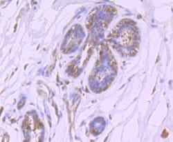 Invitrogen HIF-2 alpha Recombinant Rabbit Monoclonal Antibody (JB24-42)