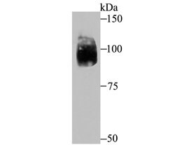 Invitrogen HIF-2 alpha Recombinant Rabbit Monoclonal Antibody (JB24-42)
