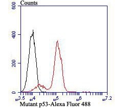 Invitrogen p53 Recombinant Rabbit Monoclonal Antibody (JB42-26) 100 &mu;L | Buy Online | Invitrogen&trade; | Fisher Scientific
