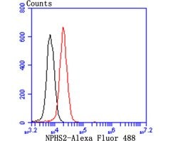 Invitrogen Podocin Recombinant Rabbit Monoclonal Antibody (JB51-33) 100