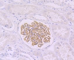Invitrogen Podocin Recombinant Rabbit Monoclonal Antibody (JB51-33) 100
