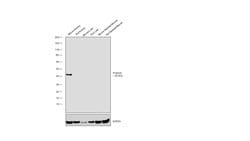 Invitrogen Podocin Recombinant Rabbit Monoclonal Antibody (JB51-33) 100