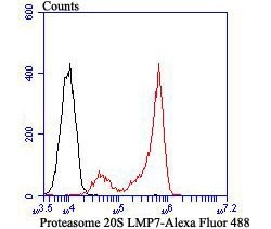 Invitrogen PSMB8 Recombinant Rabbit Monoclonal Antibody (JB54-32) 100 &mu;L;