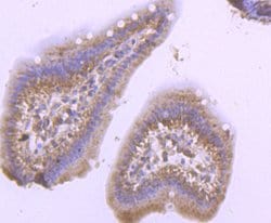 Invitrogen PSMB8 Recombinant Rabbit Monoclonal Antibody (JB54-32) 100 &mu;L;