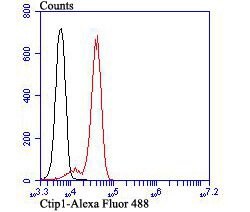 Invitrogen BCL11A Recombinant Rabbit Monoclonal Antibody (JB35-68) 100