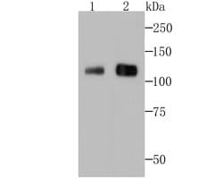 Invitrogen BCL11A Recombinant Rabbit Monoclonal Antibody (JB35-68) 100