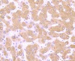 Invitrogen TGF alpha Recombinant Rabbit Monoclonal Antibody (JB58-36) 100