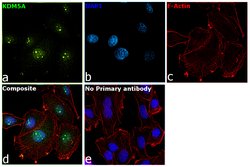 Invitrogen KDM5A Recombinant Rabbit Monoclonal Antibody (JB36-60) 100 &mu;L;
