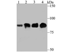 Invitrogen Gelsolin Recombinant Rabbit Monoclonal Antibody (JB36-68) 100 &mu;L | Buy Online | Invitrogen&trade; | Fisher Scientific