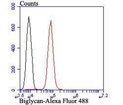 Invitrogen Biglycan Recombinant Rabbit Monoclonal Antibody (JB71-31) 100