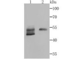 Invitrogen Biglycan Recombinant Rabbit Monoclonal Antibody (JB71-31) 100
