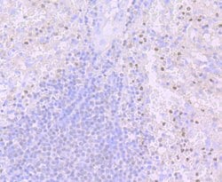 Invitrogen PU.1 Recombinant Rabbit Monoclonal Antibody (JB72-35) 100 &mu;L | Buy Online | Invitrogen&trade; | Fisher Scientific