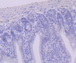 Invitrogen USP7 Recombinant Rabbit Monoclonal Antibody (JB80-36) 100 &mu;L;