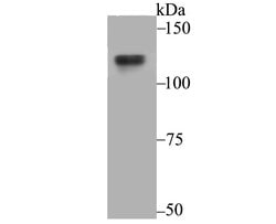 Invitrogen USP7 Recombinant Rabbit Monoclonal Antibody (JB80-36) 100 &mu;L;