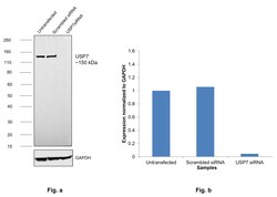 Invitrogen USP7 Recombinant Rabbit Monoclonal Antibody (JB80-36) 100 &mu;L;