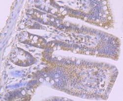 Invitrogen CD205 Recombinant Rabbit Monoclonal Antibody (JB87-35) 100 &mu;L;