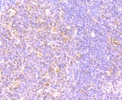 Invitrogen CD205 Recombinant Rabbit Monoclonal Antibody (JB87-35) 100 &mu;L;