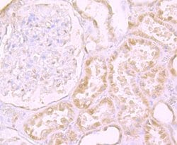 Invitrogen CD205 Recombinant Rabbit Monoclonal Antibody (JB87-35) 100 &mu;L;