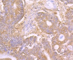 Invitrogen CD205 Recombinant Rabbit Monoclonal Antibody (JB87-35) 100 &mu;L;
