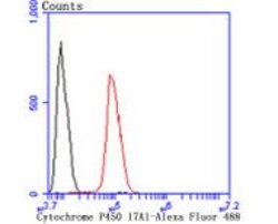 Invitrogen CYP17A1 Recombinant Rabbit Monoclonal Antibody (JB93-32) 100