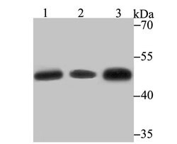 Invitrogen GSS Recombinant Rabbit Monoclonal Antibody (JB95-33) 100 &mu;L;