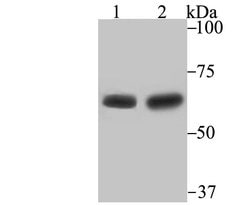 Invitrogen STIP1 Recombinant Rabbit Monoclonal Antibody (JB95-38) 100 &mu;L | Buy Online | Invitrogen&trade; | Fisher Scientific