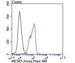 Invitrogen MCM3 Recombinant Rabbit Monoclonal Antibody (JB99-35) 100 &mu;L;