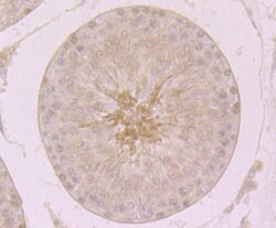 Invitrogen MCM3 Recombinant Rabbit Monoclonal Antibody (JB99-35) 100 &mu;L;