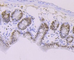 Invitrogen MCM3 Recombinant Rabbit Monoclonal Antibody (JB99-35) 100 &mu;L;