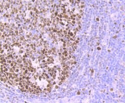 Invitrogen MCM3 Recombinant Rabbit Monoclonal Antibody (JB99-35) 100 &mu;L;