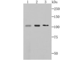 Invitrogen MCM3 Recombinant Rabbit Monoclonal Antibody (JB99-35) 100 &mu;L;
