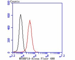 Invitrogen MYBBP1A Recombinant Rabbit Monoclonal Antibody (JB40-09) 100
