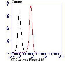 Invitrogen SRSF1 Recombinant Rabbit Monoclonal Antibody (JB40-76) 100 &mu;L;