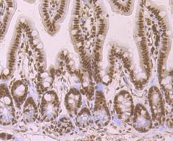 Invitrogen SRSF1 Recombinant Rabbit Monoclonal Antibody (JB40-76) 100 &mu;L;