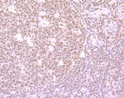 Invitrogen SRSF1 Recombinant Rabbit Monoclonal Antibody (JB40-76) 100 &mu;L;