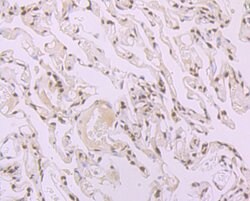 Invitrogen SRSF1 Recombinant Rabbit Monoclonal Antibody (JB40-76) 100 &mu;L;