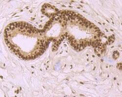Invitrogen SRSF1 Recombinant Rabbit Monoclonal Antibody (JB40-76) 100 &mu;L;