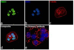 Invitrogen MBD3 Recombinant Rabbit Monoclonal Antibody (JB61-47) 100 &mu;L;