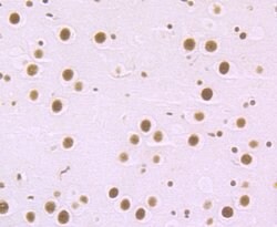 Invitrogen MBD3 Recombinant Rabbit Monoclonal Antibody (JB61-47) 100 &mu;L;
