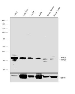 Invitrogen MBD3 Recombinant Rabbit Monoclonal Antibody (JB61-47) 100 &mu;L;