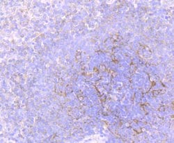 Invitrogen Flotillin 1 Recombinant Rabbit Monoclonal Antibody (JB19-45) 100 &mu;L | Buy Online | Invitrogen&trade; | Fisher Scientific