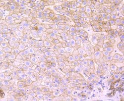 Invitrogen Flotillin 1 Recombinant Rabbit Monoclonal Antibody (JB19-45) 100 &mu;L | Buy Online | Invitrogen&trade; | Fisher Scientific