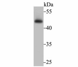 Invitrogen Flotillin 1 Recombinant Rabbit Monoclonal Antibody (JB19-45) 100 &mu;L | Buy Online | Invitrogen&trade; | Fisher Scientific