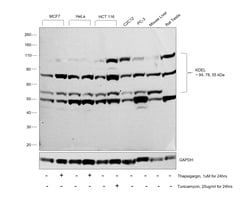 Invitrogen KDEL Recombinant Rabbit Monoclonal Antibody (JB42-04) 100 &mu;L | Buy Online | Invitrogen&trade; | Fisher Scientific