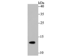 Invitrogen H4K16ac Recombinant Rabbit Monoclonal Antibody (JB21-44) 100