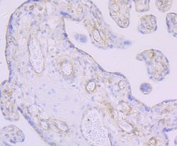 Invitrogen Thrombomodulin Recombinant Rabbit Monoclonal Antibody (JB48-23)